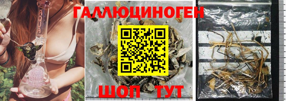 Егорьевск  Галлюциногенные грибы Cubensis  Вход с VPN 